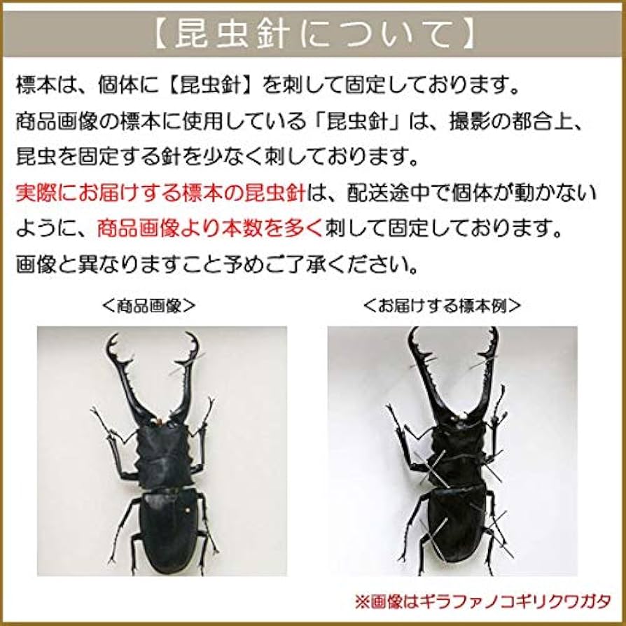 Amazon.co.jp: 虫の標本 マンディブラリスフタマタクワガタ